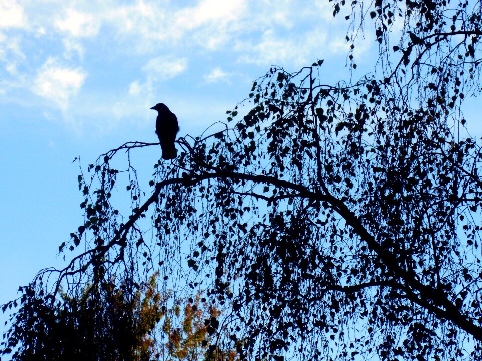 Plumage raven bird silent photo