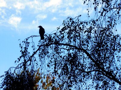 Plumage raven bird silent