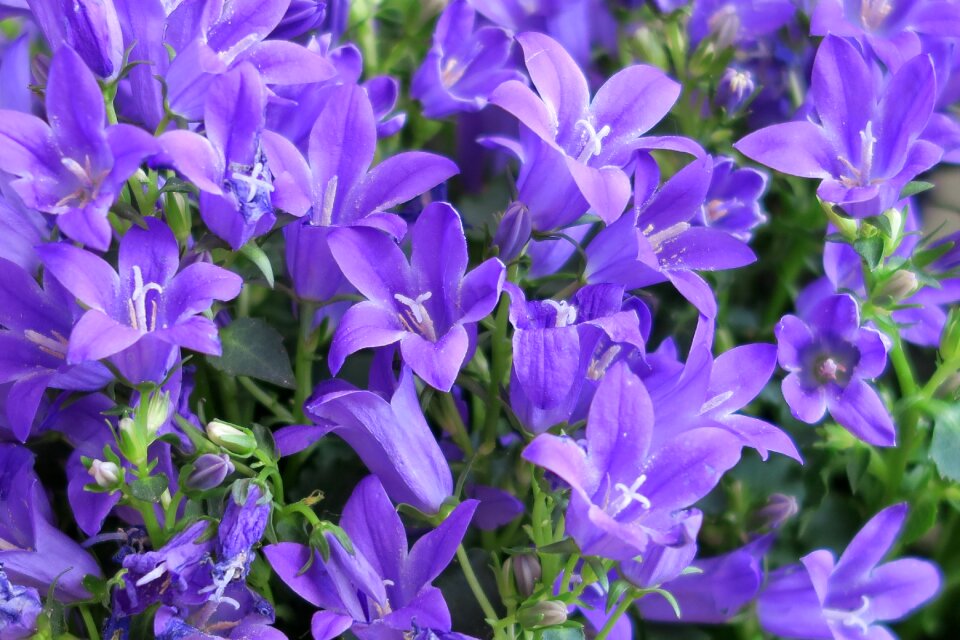 Petals closeup ringtone closeup
