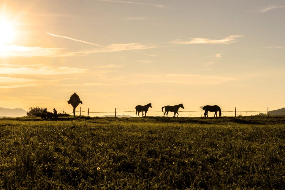 Flock sunset abendstimmung
