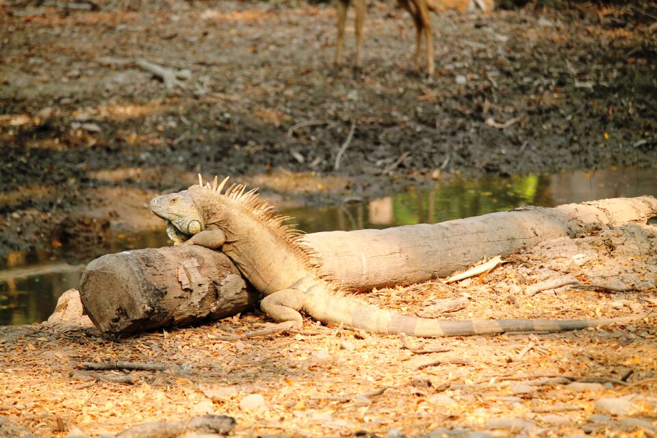 Nature wild fauna