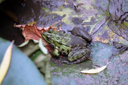 Amphibian small eye