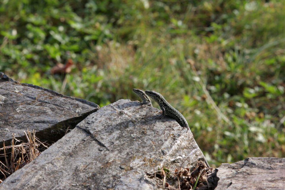 Fence lizards sun wild animal