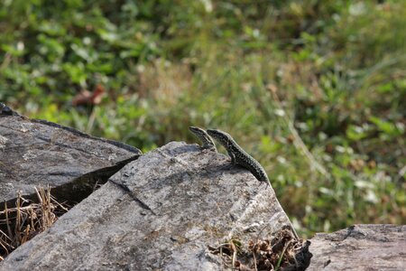 Fence lizards sun wild animal