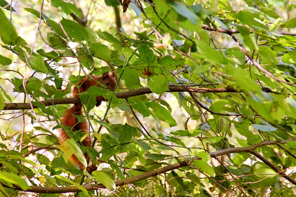 Leaves aesthetic mammal