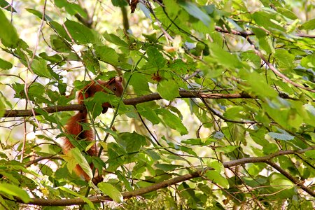 Leaves aesthetic mammal