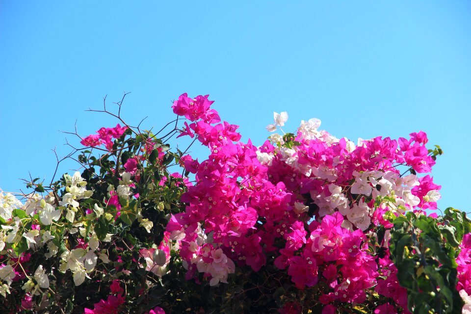 Nature pink shrubs