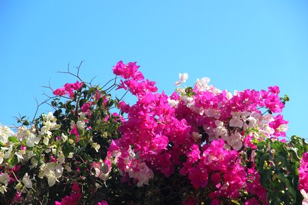Nature pink shrubs