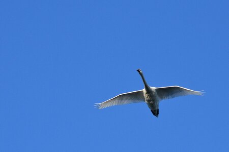 Air biesbosch bird
