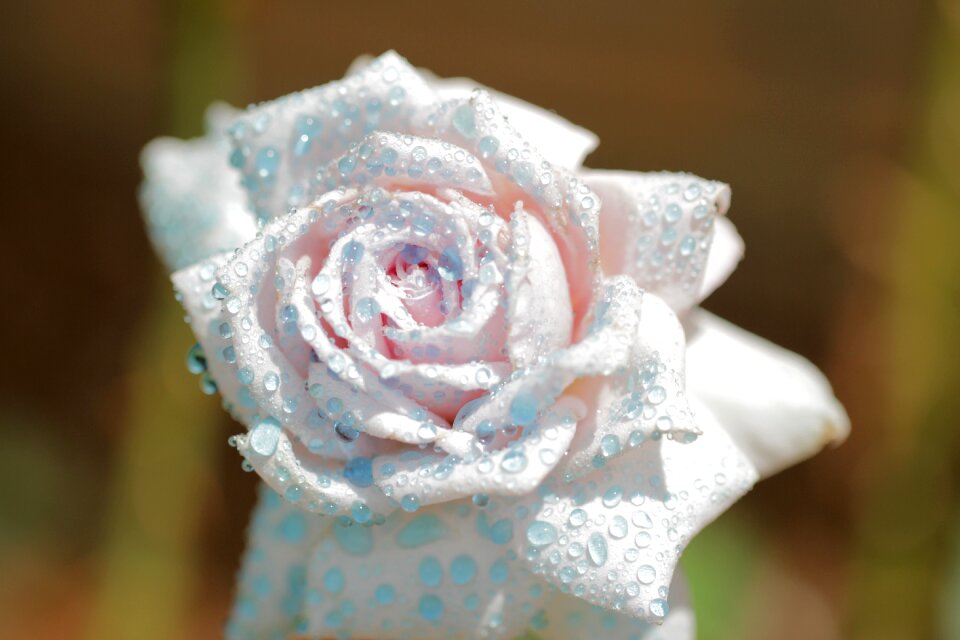 Flower water spray