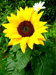 Late summer garden nature