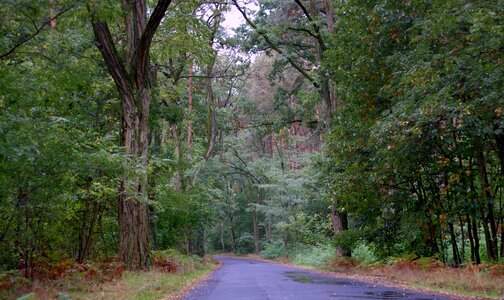 Highway green autumn