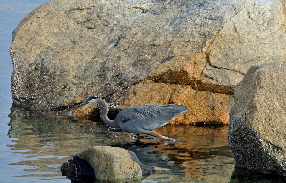 Wildlife nature wading