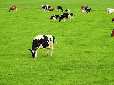 Summer nature pasture