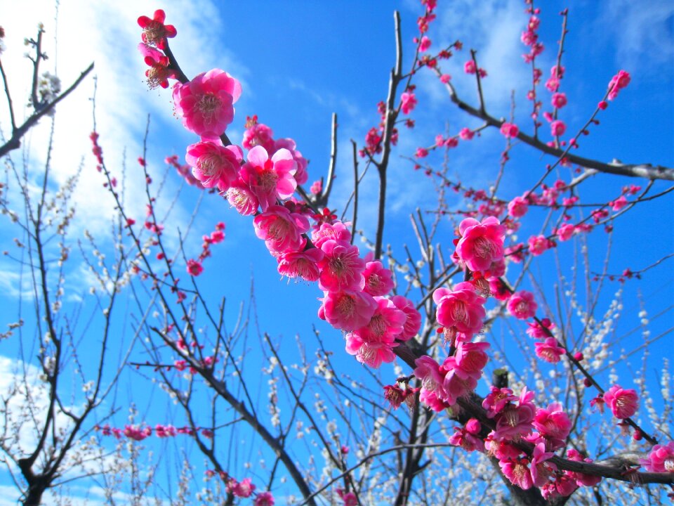 Soga plum odawara blue sky