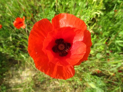 Country wild flowers nature