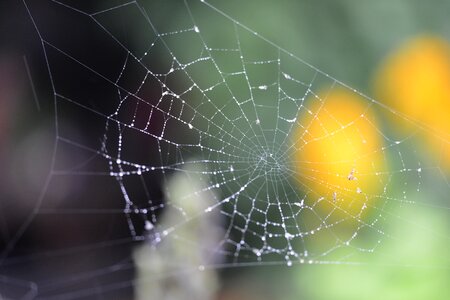 Rain spider forest