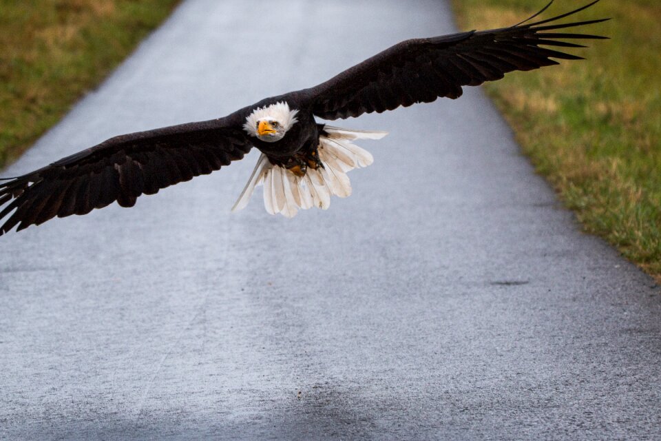 Approach haliaeetus leucocephalus adler