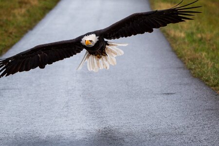 Approach haliaeetus leucocephalus adler