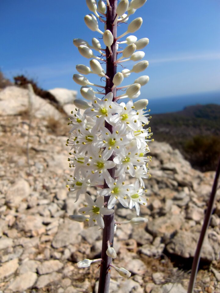 White flowering stems flower