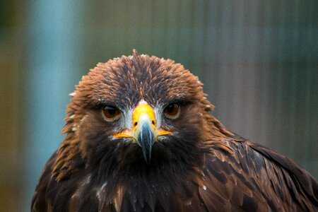 Feather nature wild bird