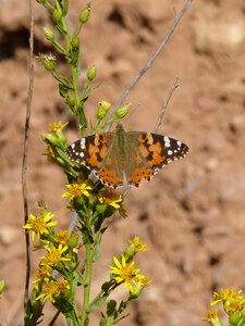 Vanessa cardui vanesa from thistles migrating dels cards