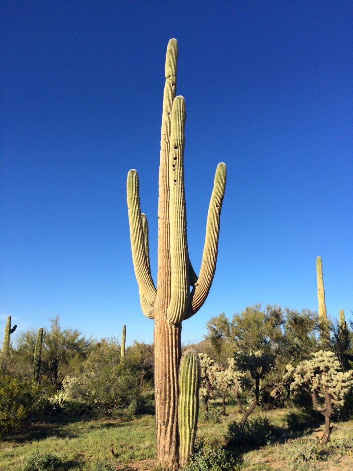 Arizona saguaro