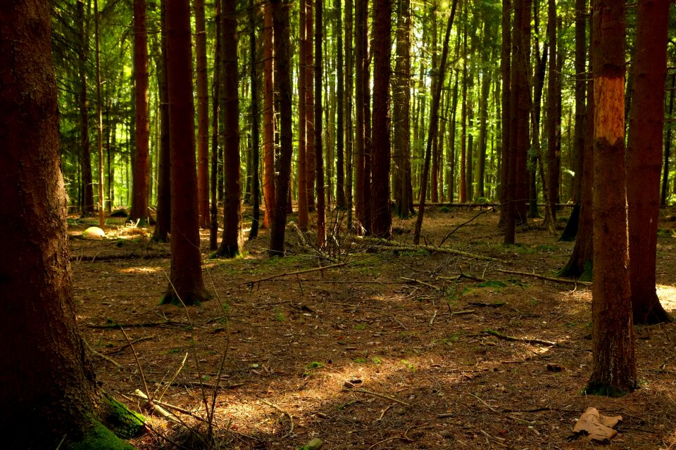 Landscape away branch branches