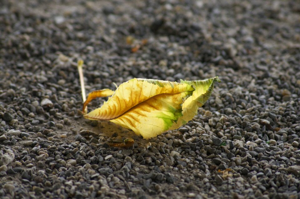 Leaves golden autumn fall foliage