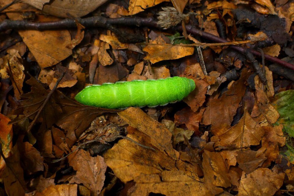 Entomology contrast nature