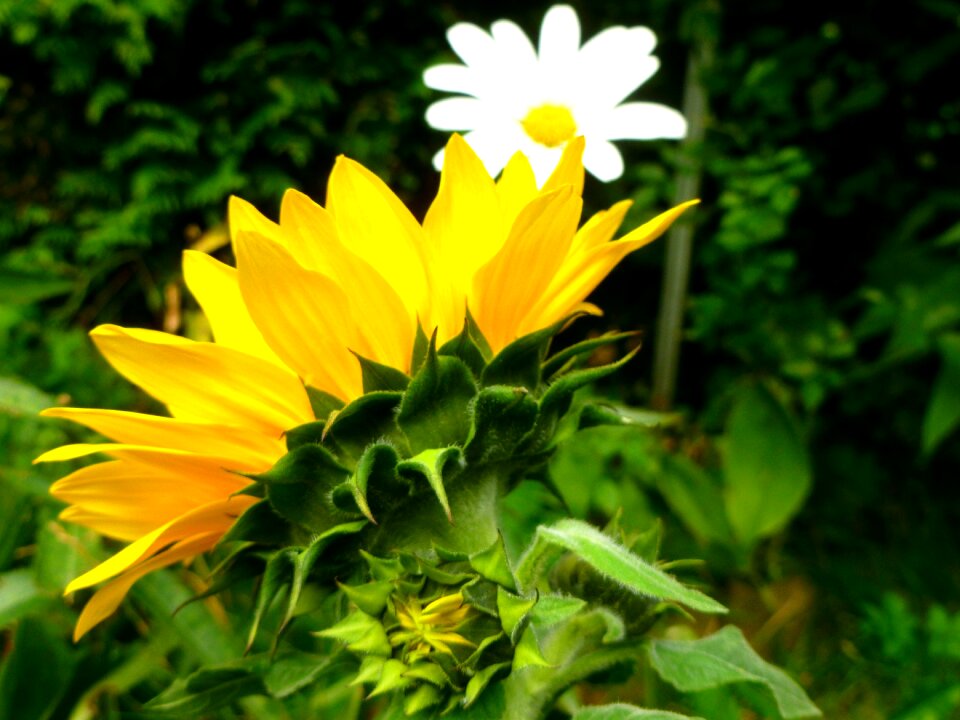 Late summer garden nature