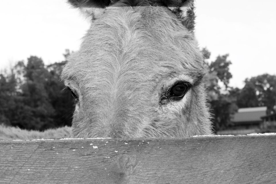 Eyes farm animals head