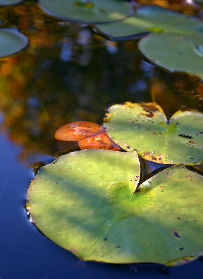Water pond green