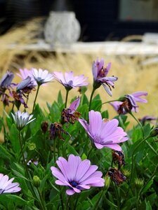 Grass deco decoration