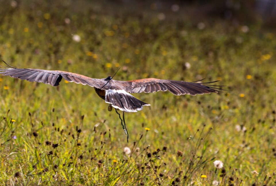 Bird of prey bird nature