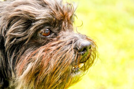 Head animal portrait terrier