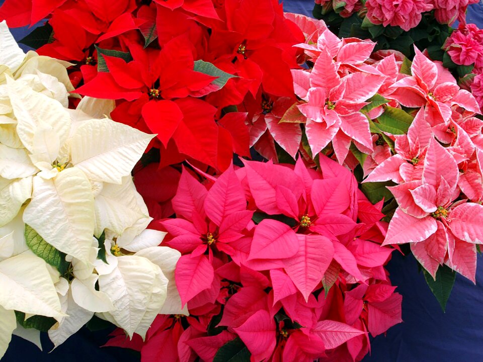Christmas christmas star