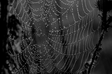 Dew place nature