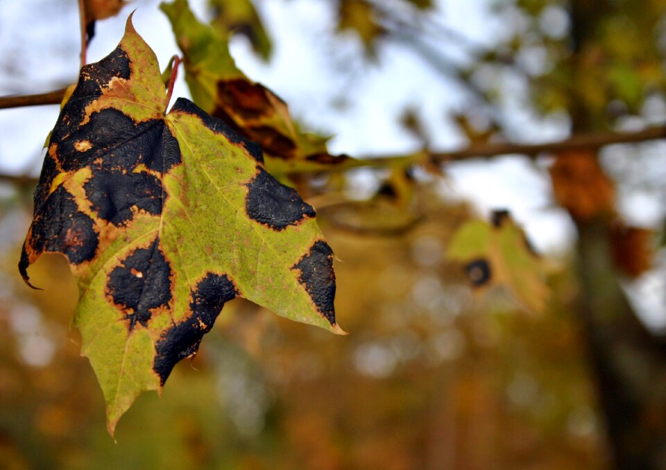 Maple tree dry nature