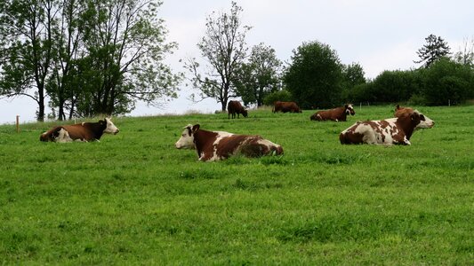 Nature village podhale
