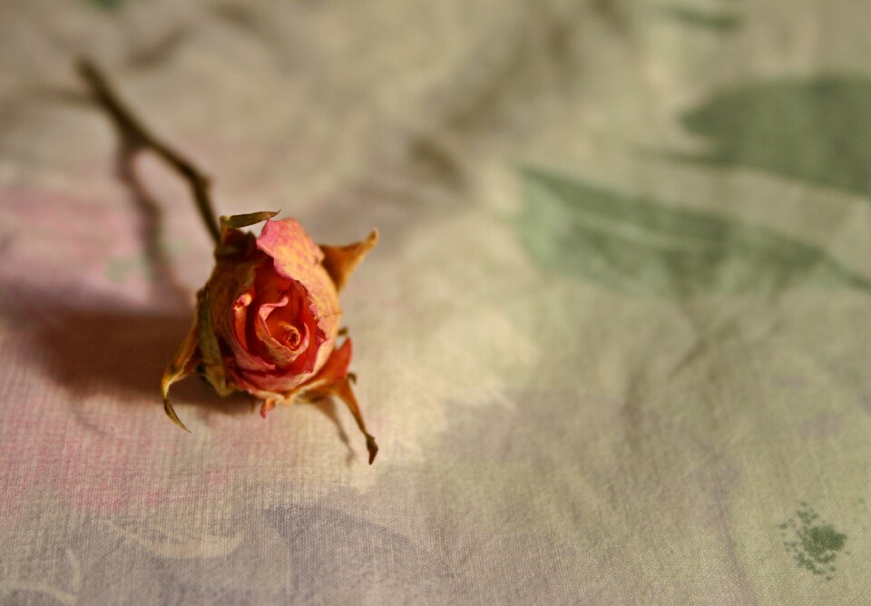 Trockenblume blossom bloom