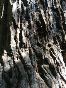 Sequoia redwood photo