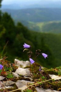 Nature flora plant photo