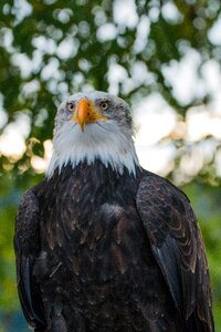 Raptor bird of prey bird