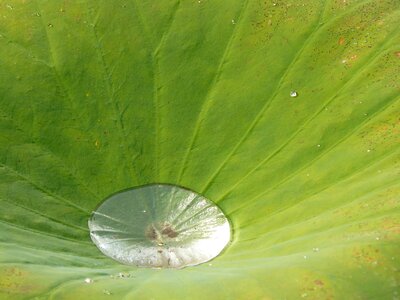 Pond leaf plant