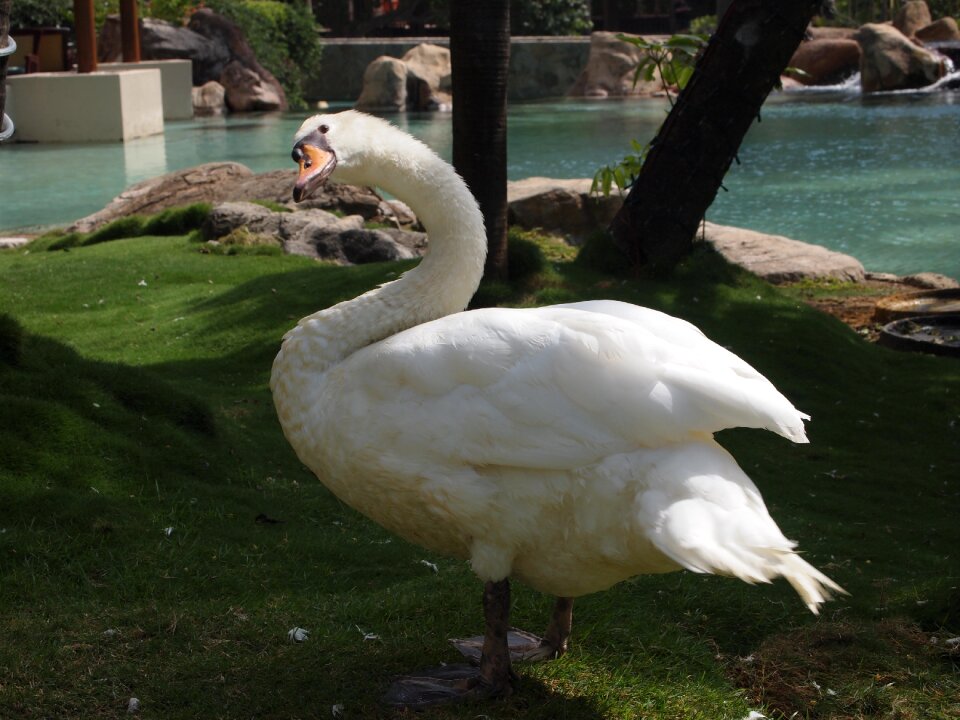 Animal duck wings