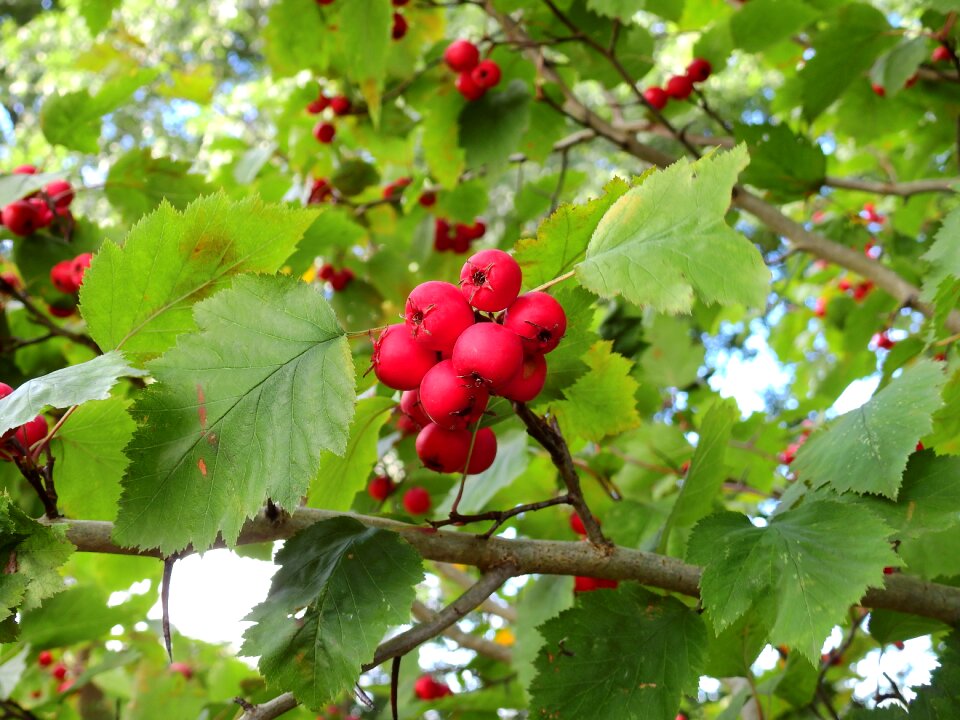 Flowers fruits apple photo