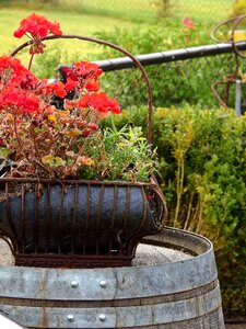 Blossom bloom garden photo