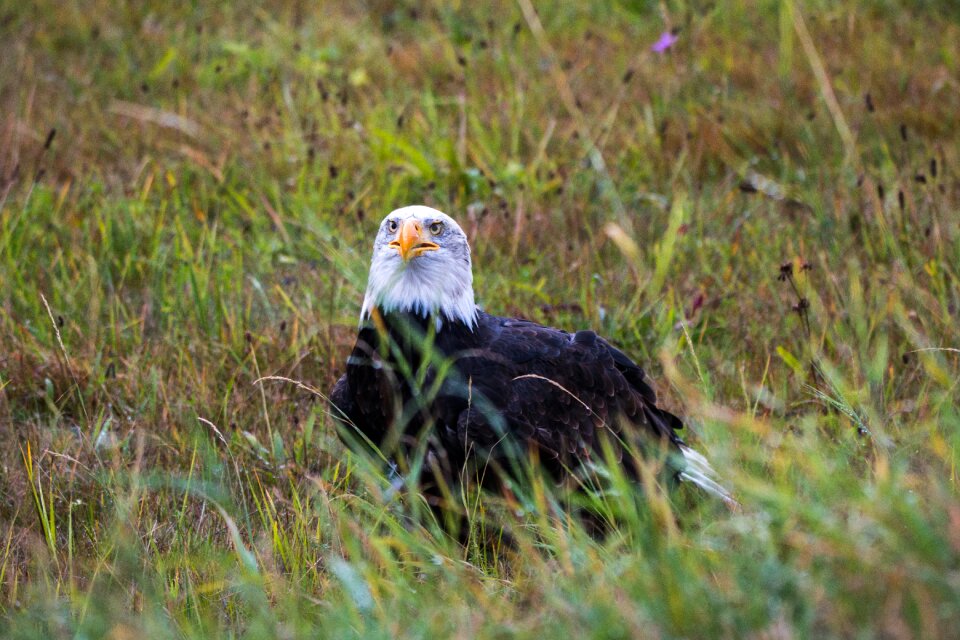 Raptor bird of prey bird