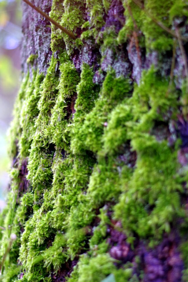 Old green the bark